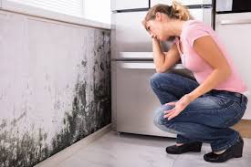 Why You Should Choose Our Mold Remediation Services in Catasauqua, PA